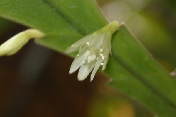 http://www.cloudjungle.com/cloudjungle/cactaceae/lepismium/lepismium Houlletiana flower1.jpg